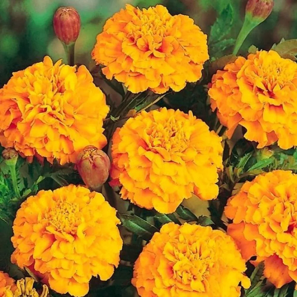 Ruusukesamettikukka 'Petite Gold'
