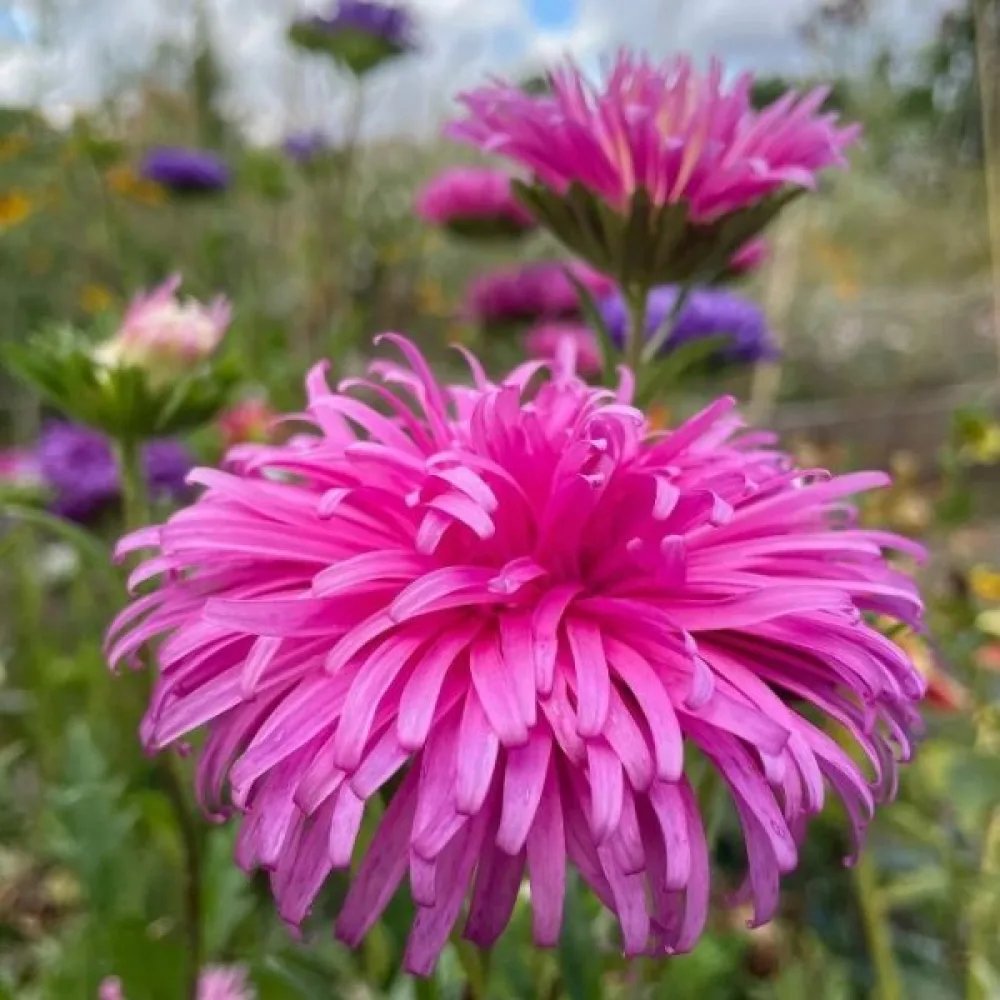Kesäasteri 'Ostrich Plume' roosa