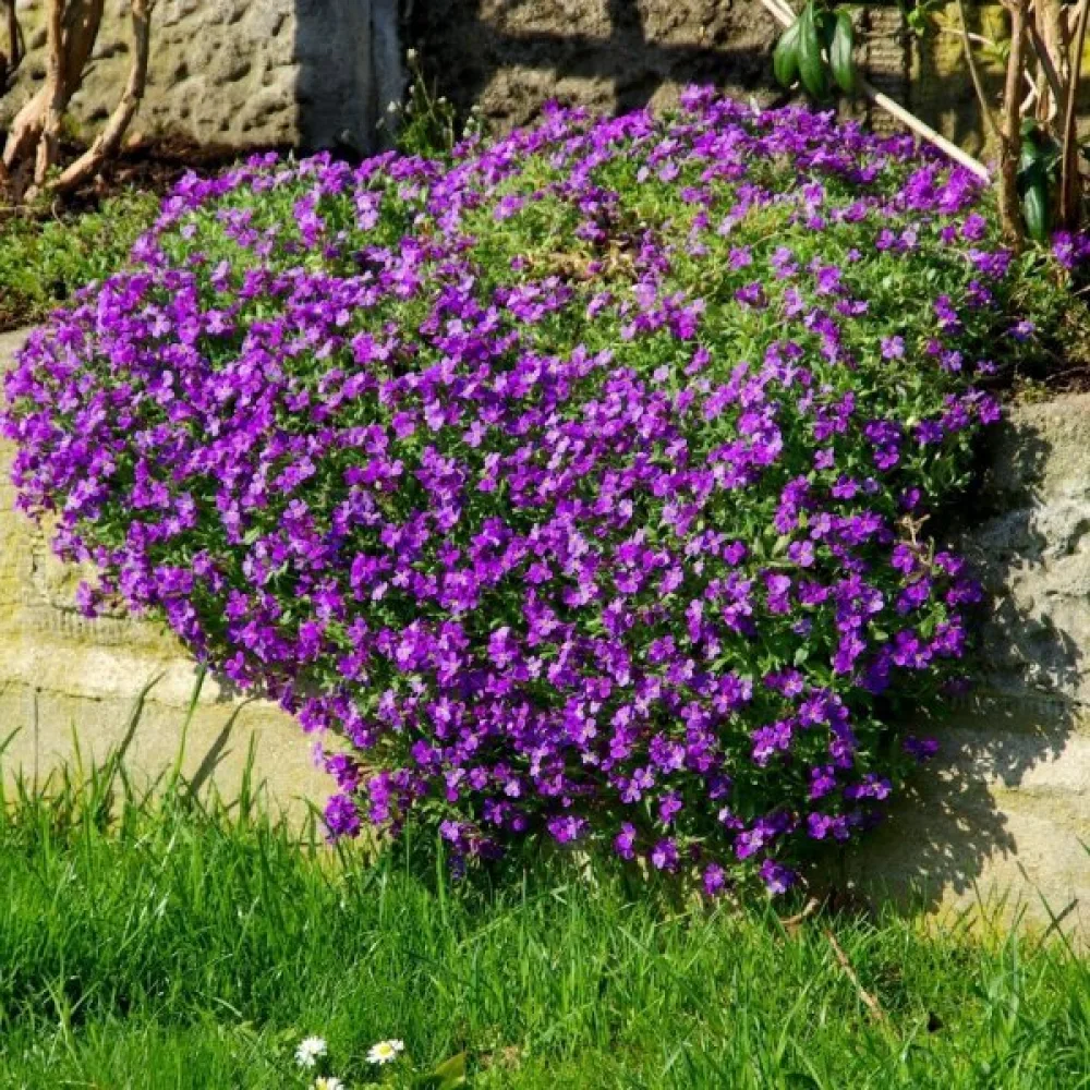 Aubrietia – sekoitus