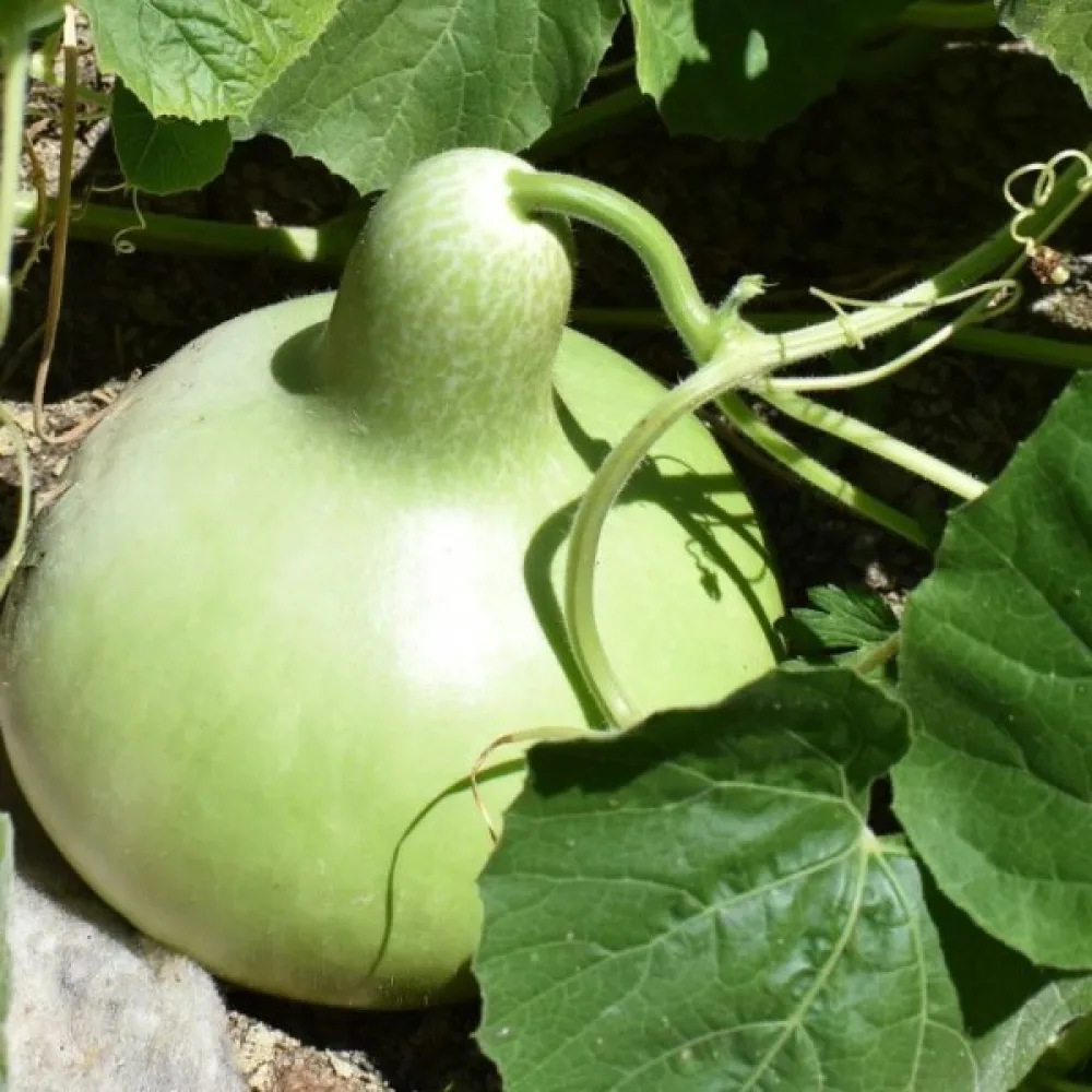 Pullokurpitsa 'Bottle Gourd Giant'