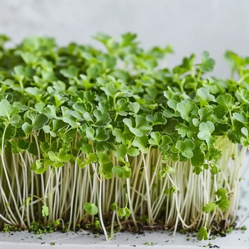 Parsakaali 'Raab Early Sprouting'