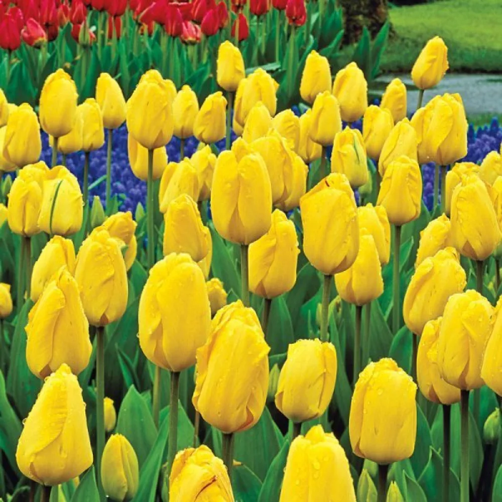 Tulppaani 'Golden parade'