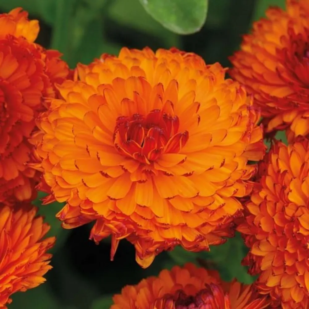 Kehäkukka Calendula officinalis, kerrannainen oranssi (profi)