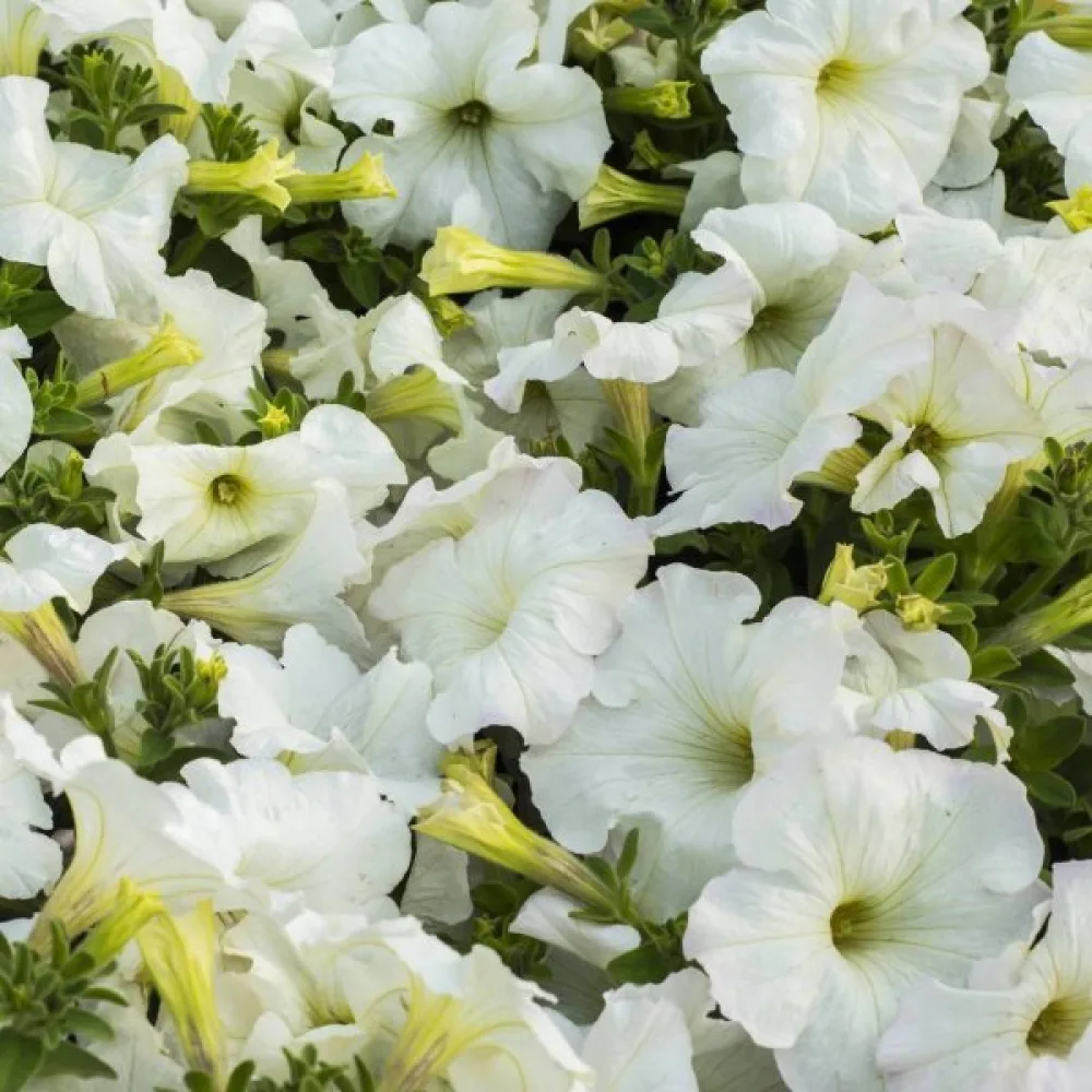 Tarhapetunia 'Snowball'