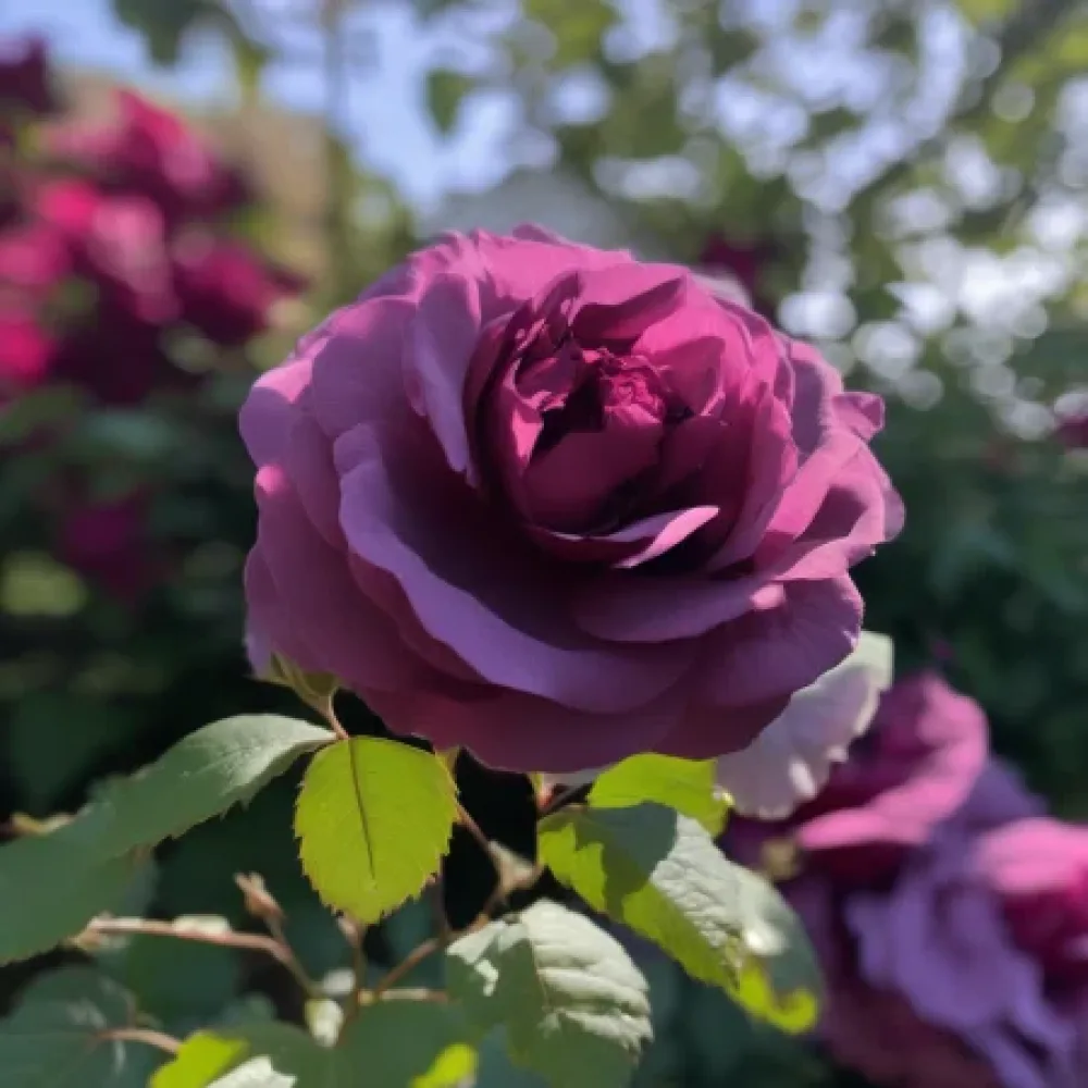Ruusu 'Magenta Temptation' – paljasjuurinen