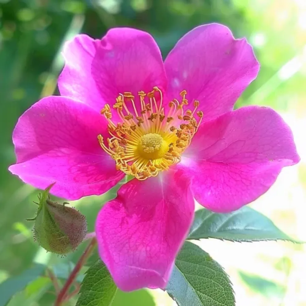 Ruusu 'Shakespeares Garden' – paljasjuurinen