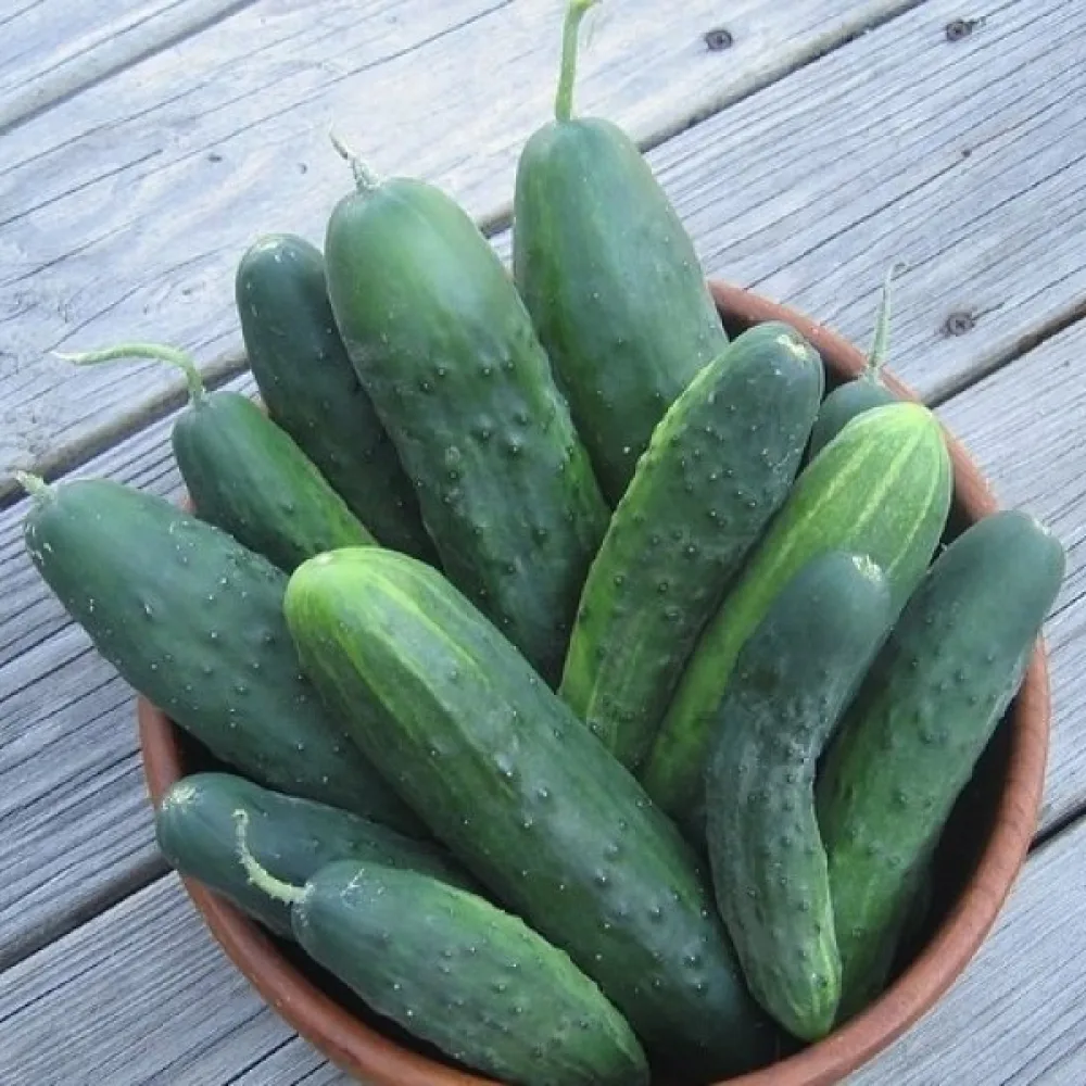 Avomaankurkku 'Polan' F1