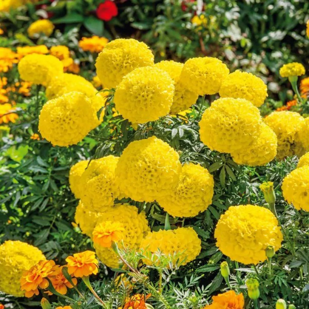 Kookossamettikukka 'Mary Helen'