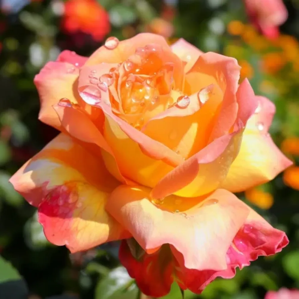 Ruusu 'Emerald Thrive' – paljasjuurinen