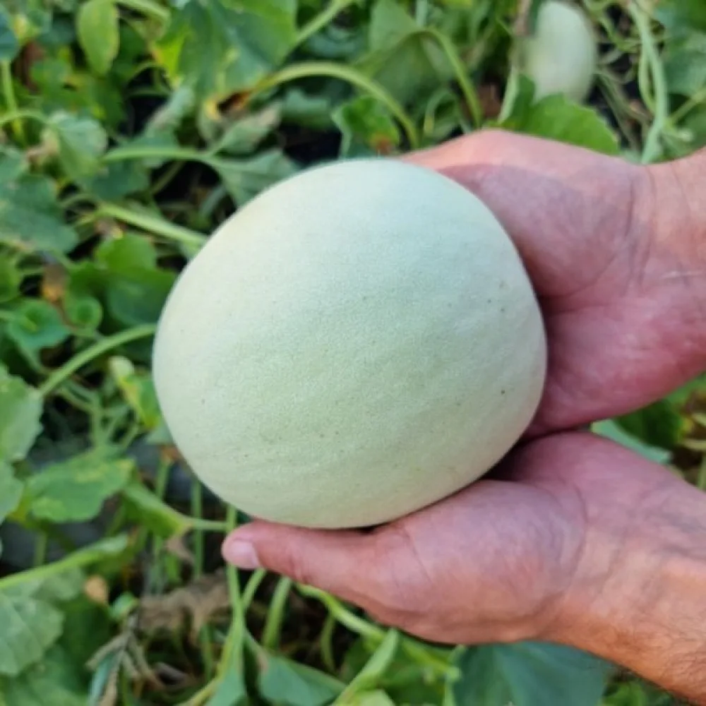 Meloni 'Oliwin'