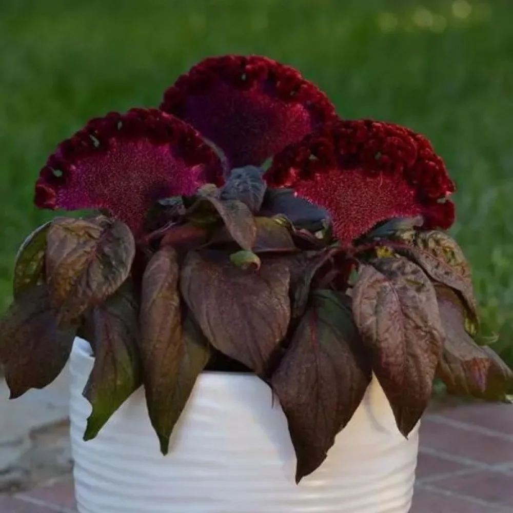 Kukonharja 'Empress', purppuranpunainen