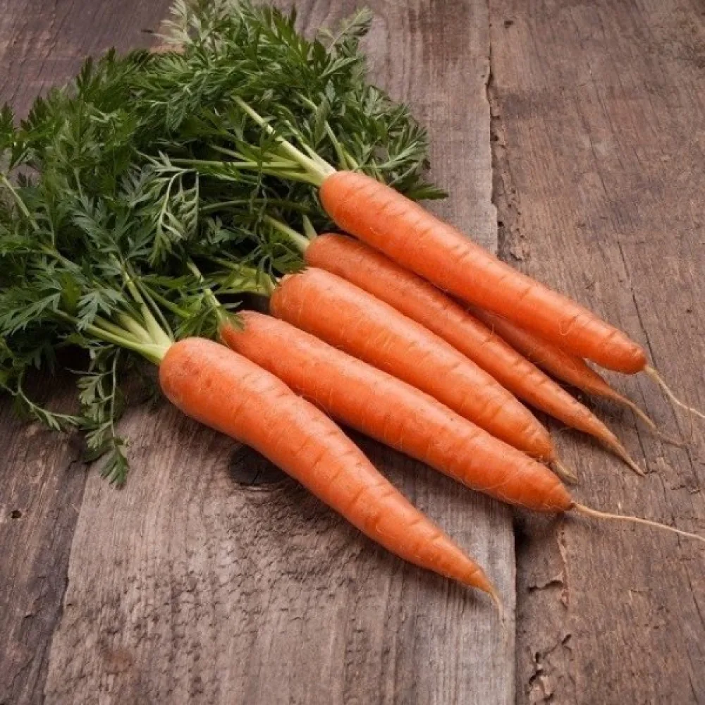 Porkkana 'Touchon'