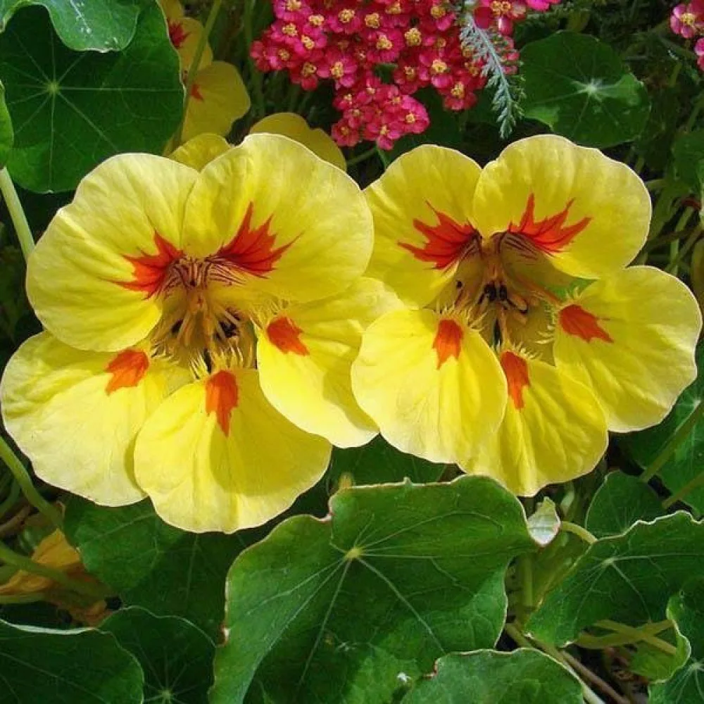 Köynnöskrassi 'Peach Melba'