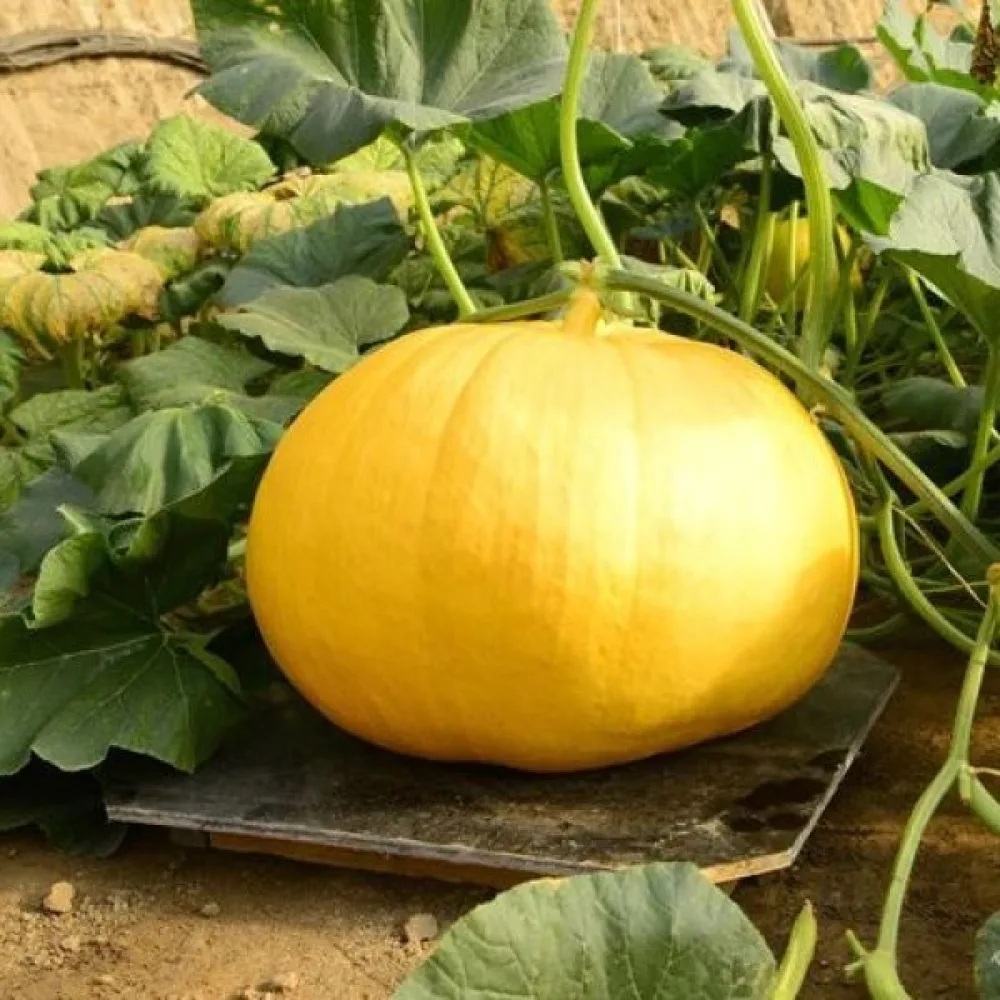 Kurpitsa 'Yellow Giant'