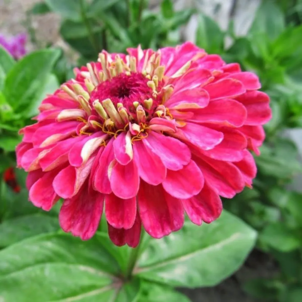 Tsinnia 'Super Yoga Carmine'