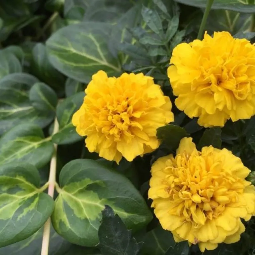 Ruusukesamettikukka 'Honey Moon'