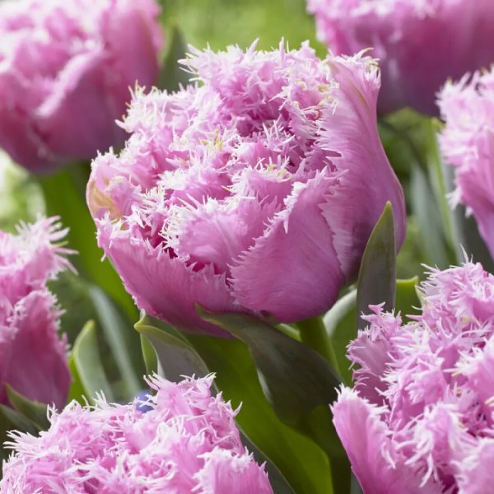Tulppaani 'Perth'