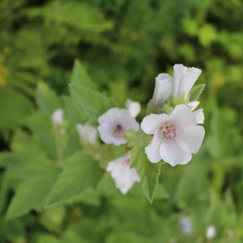 Rohtosalkoruusu Althaea officinalis
