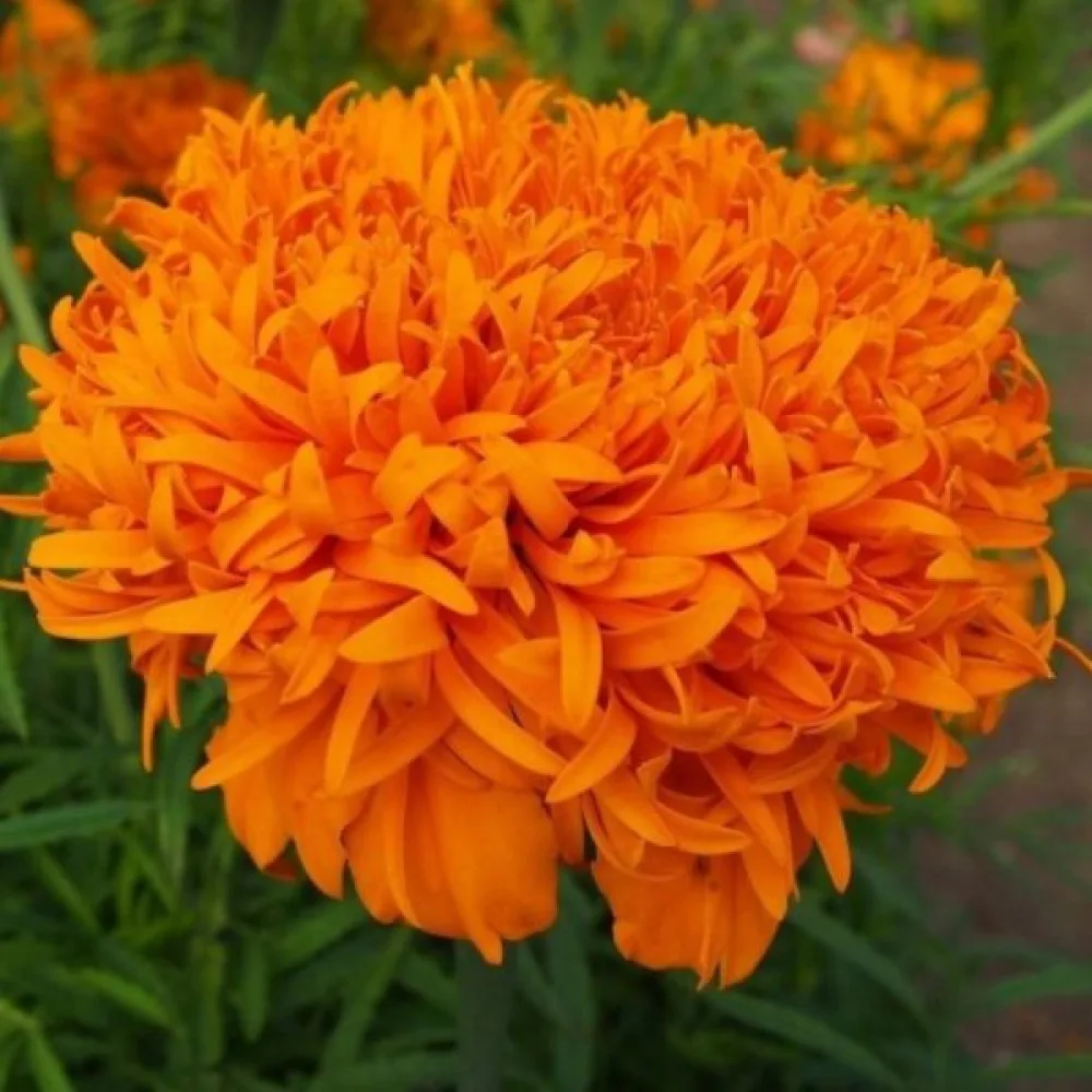 Kookossamettikukka 'Fantastic Orange'