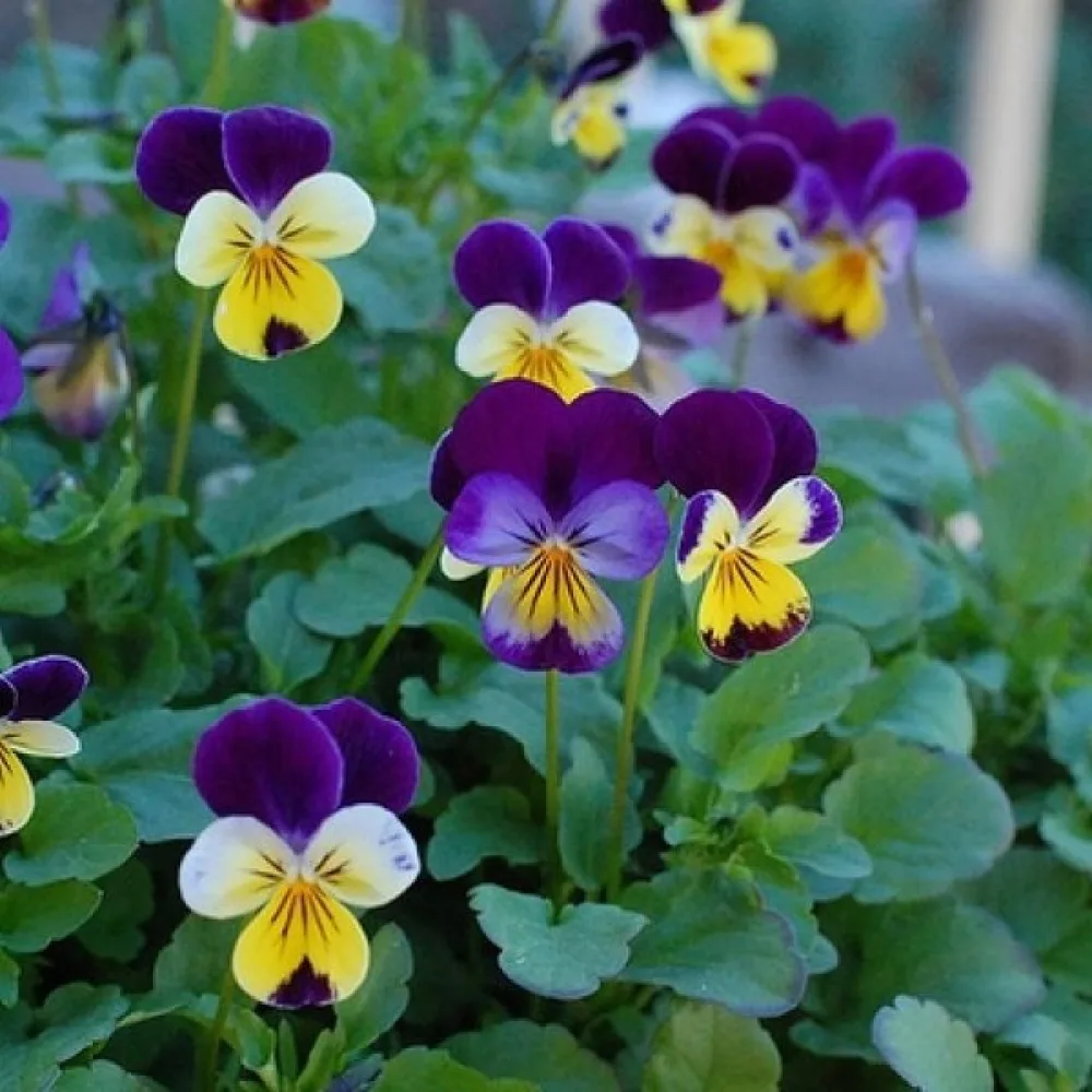 Tarhaorvokki 'Scotch Hybrids' (sekoitus)