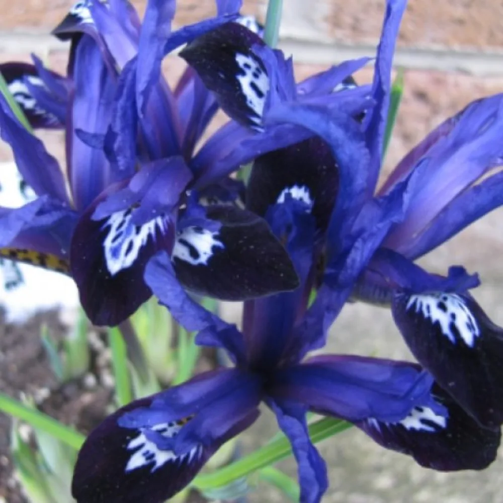 Iiris 'Blue Note Reticulata'
