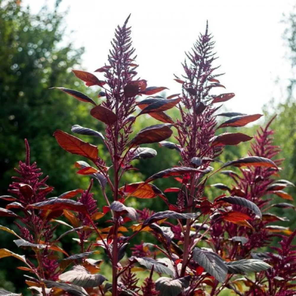 Amarantti 'Red Garnet'