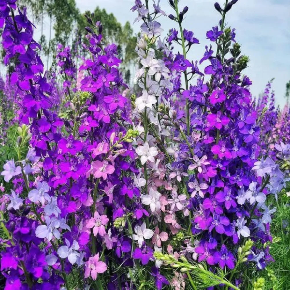 Kesäkukonkannus 'Giant Imperial' – sekoitus