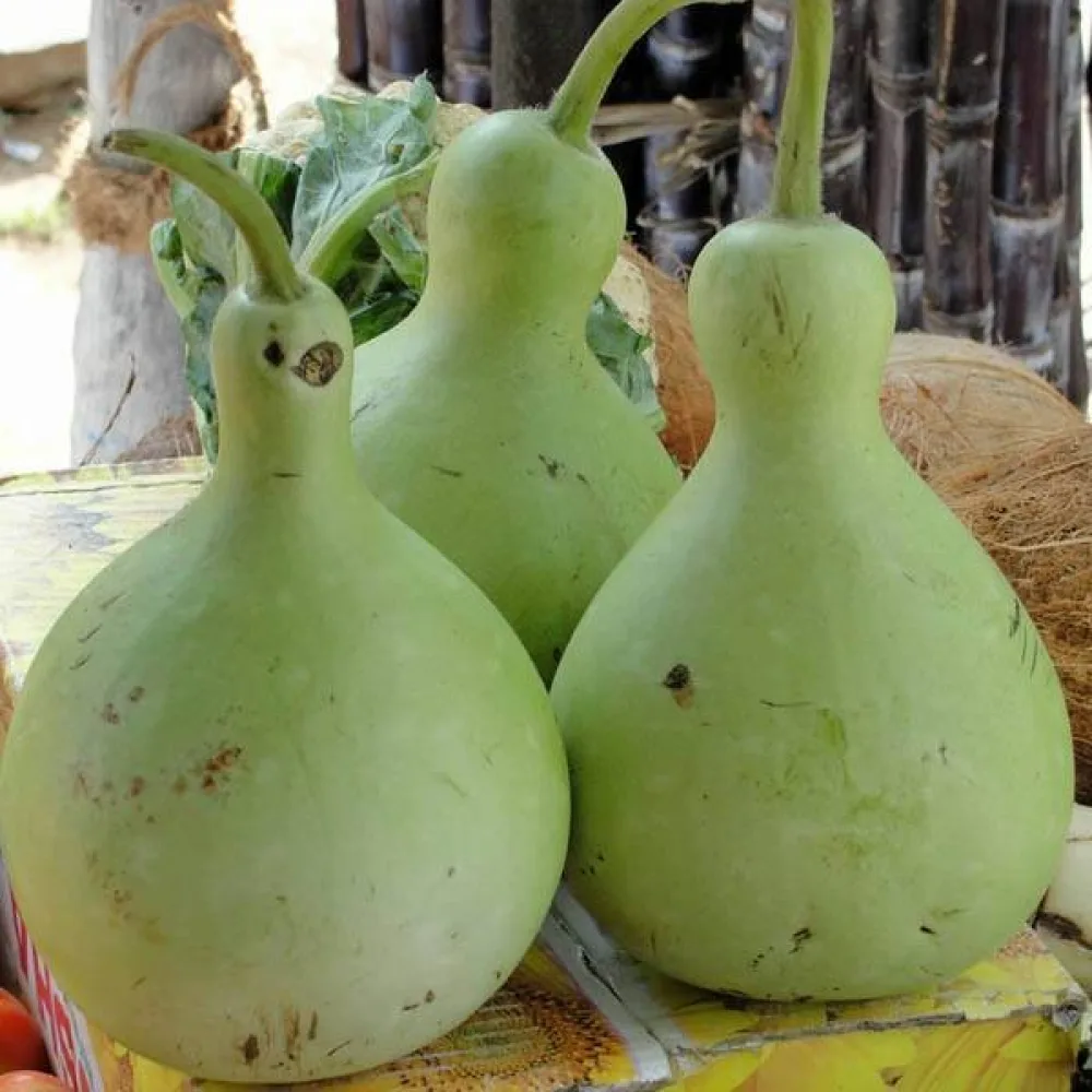 Pullokurpitsa 'Bottle Gourd Giant'