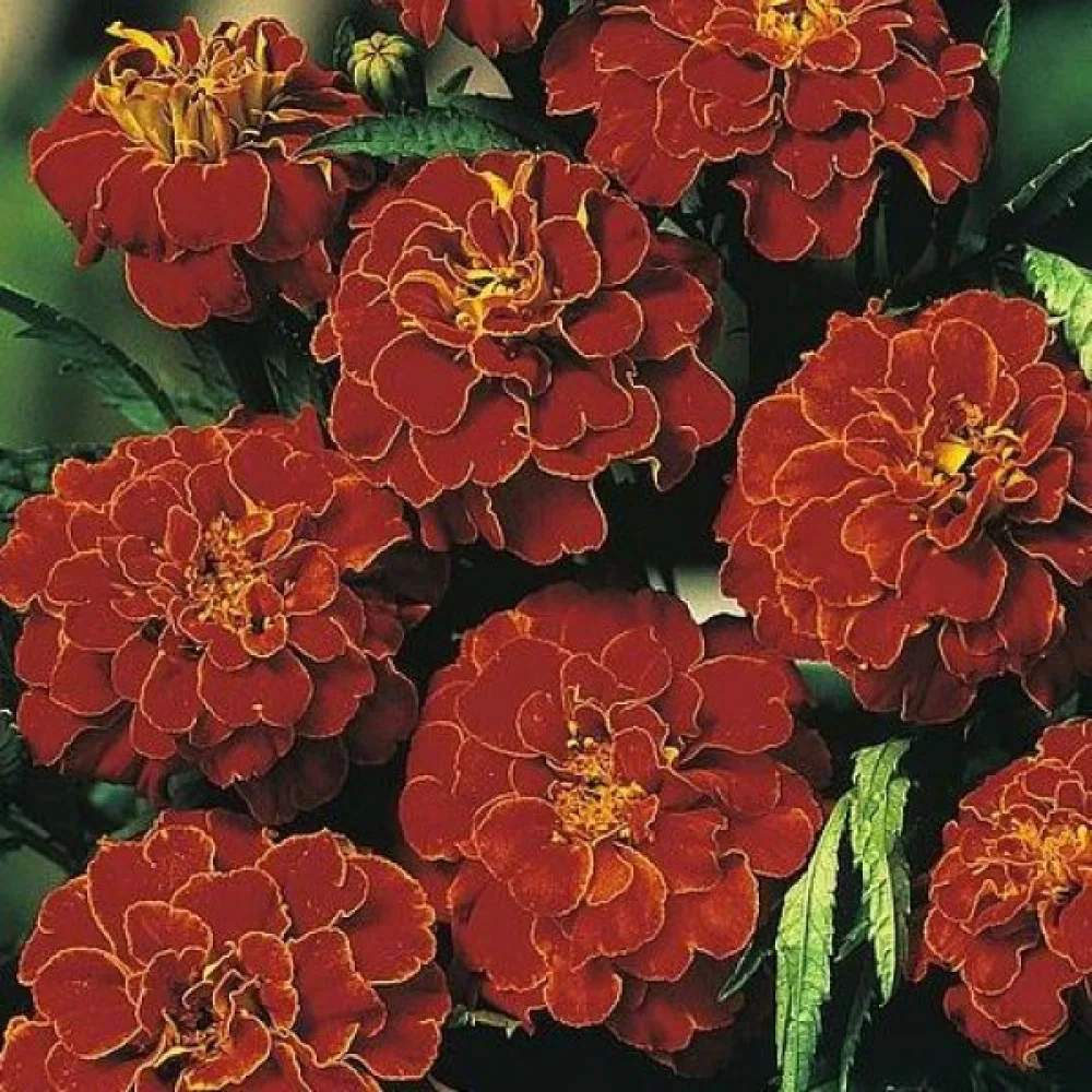 Ruusukesamettikukka 'Scarlet Sophia'