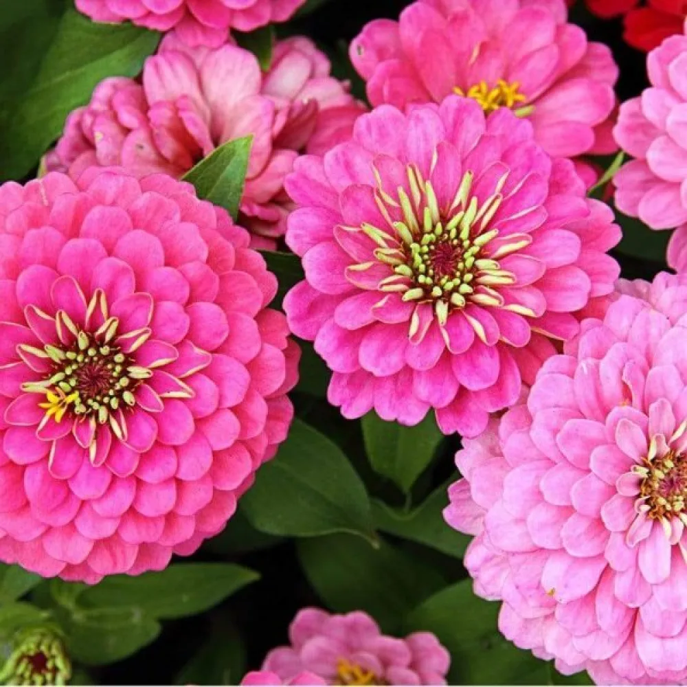 Tsinnia 'Exquisite'