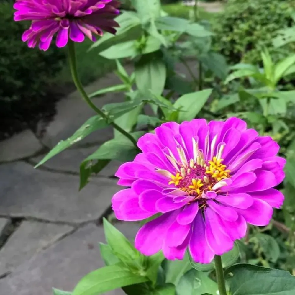 Tsinnia 'Purple Prince'