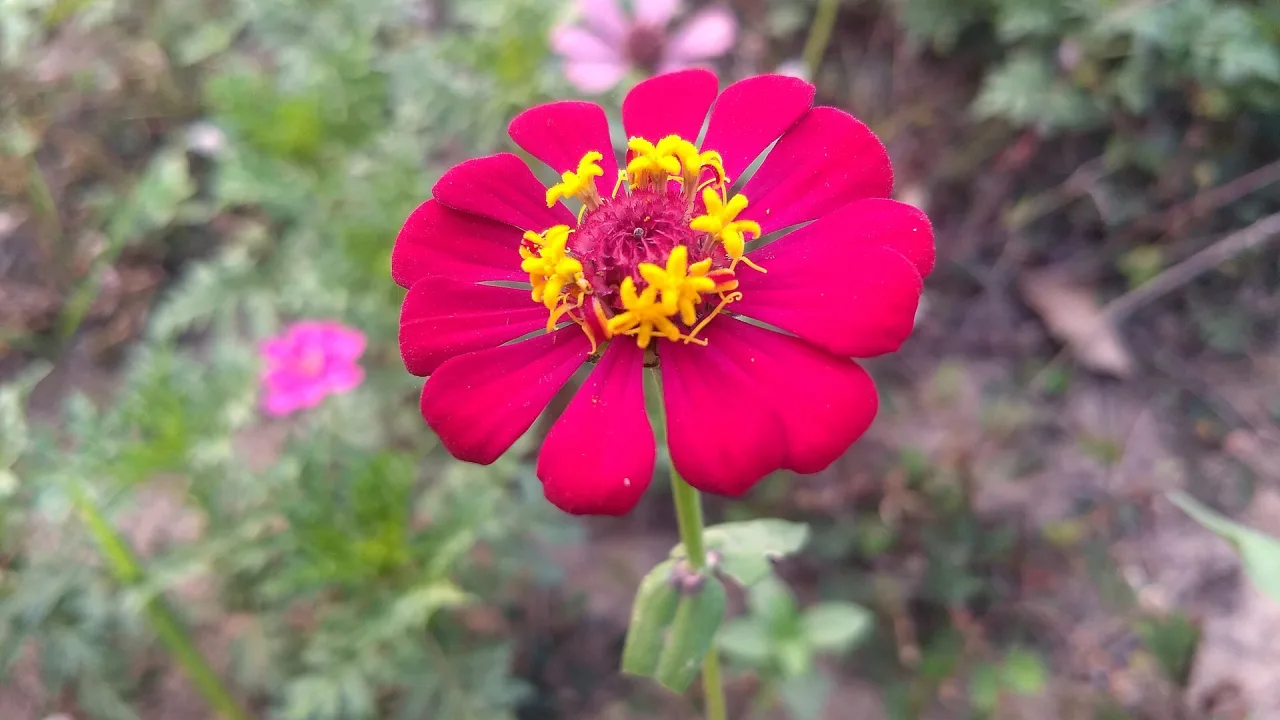 Vaaleanpunainen zinnia kukassa