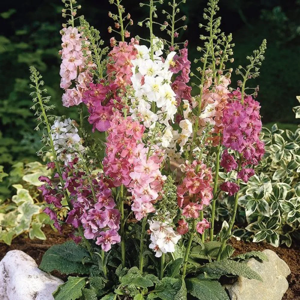 Purppuratulikukka (sekoitus)
