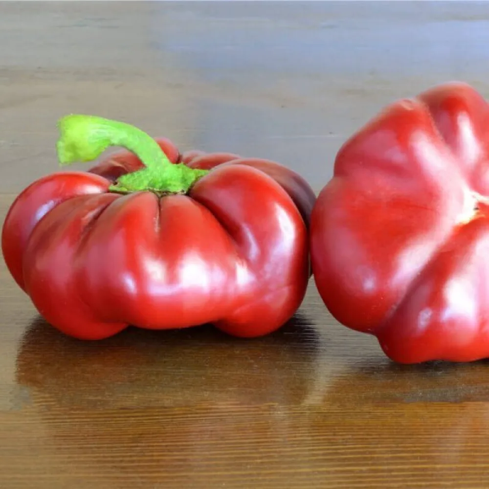 Tomaattipaprika 'Topepo Rosso'