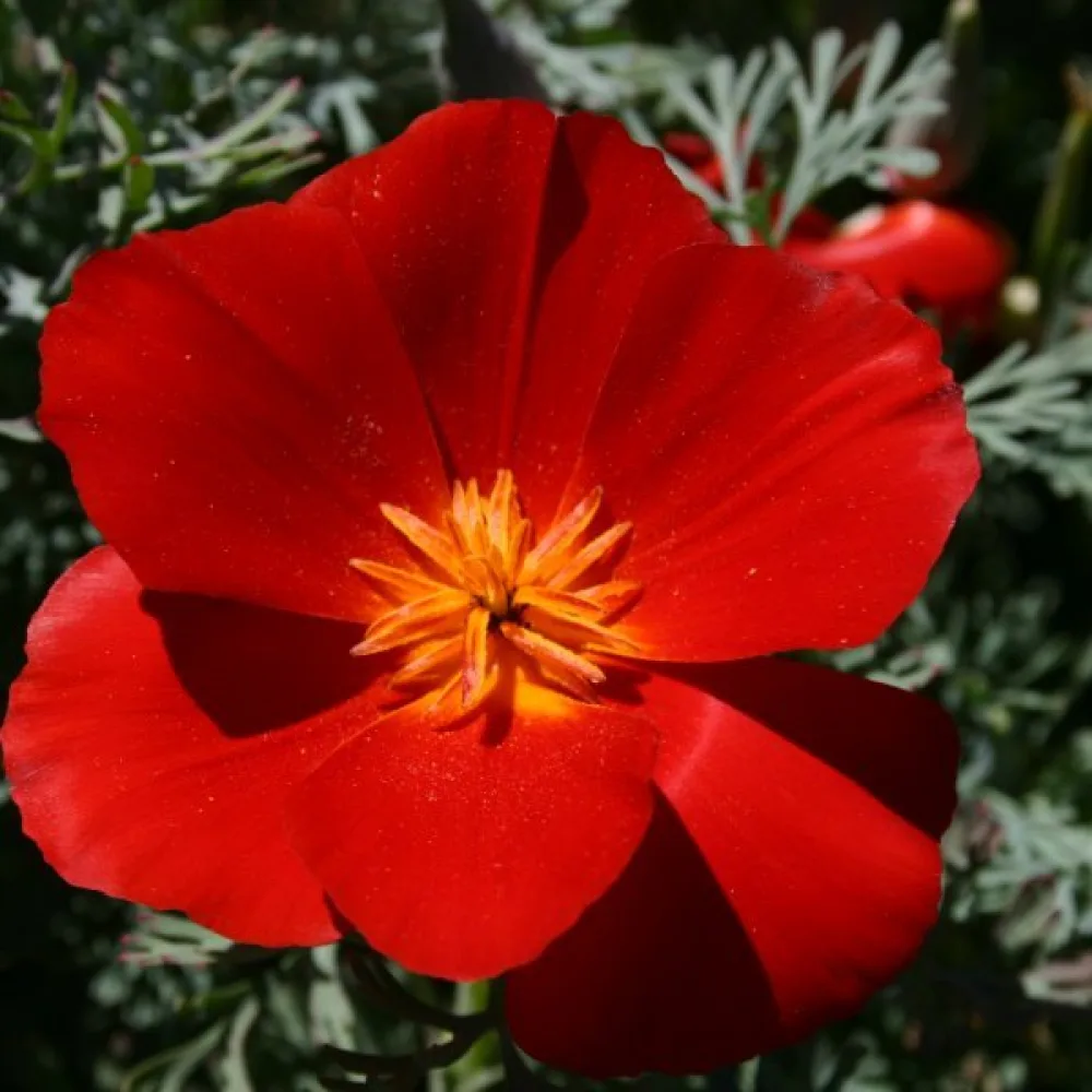 Kaliforniantunikko 'Red Chief', punainen