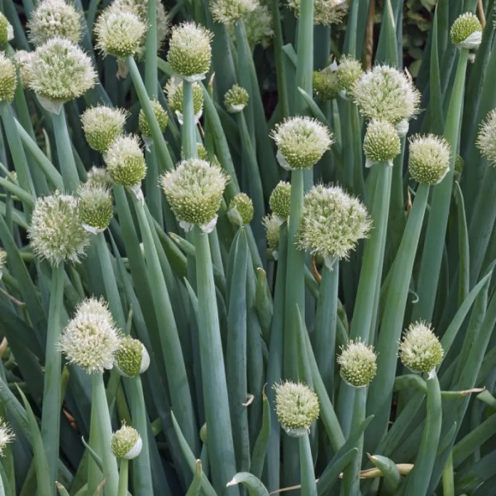 Talvisipuli Allium fistulosum