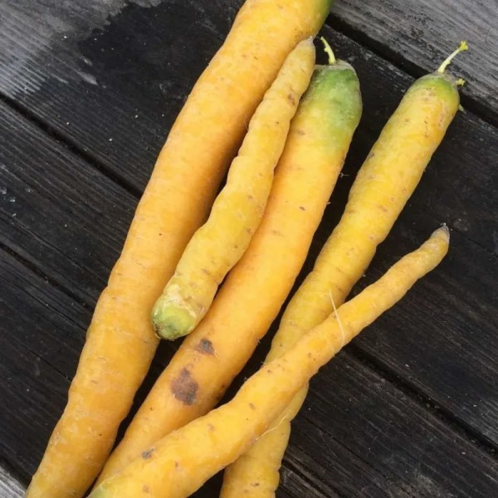 Porkkana 'Jaune du Doubs'