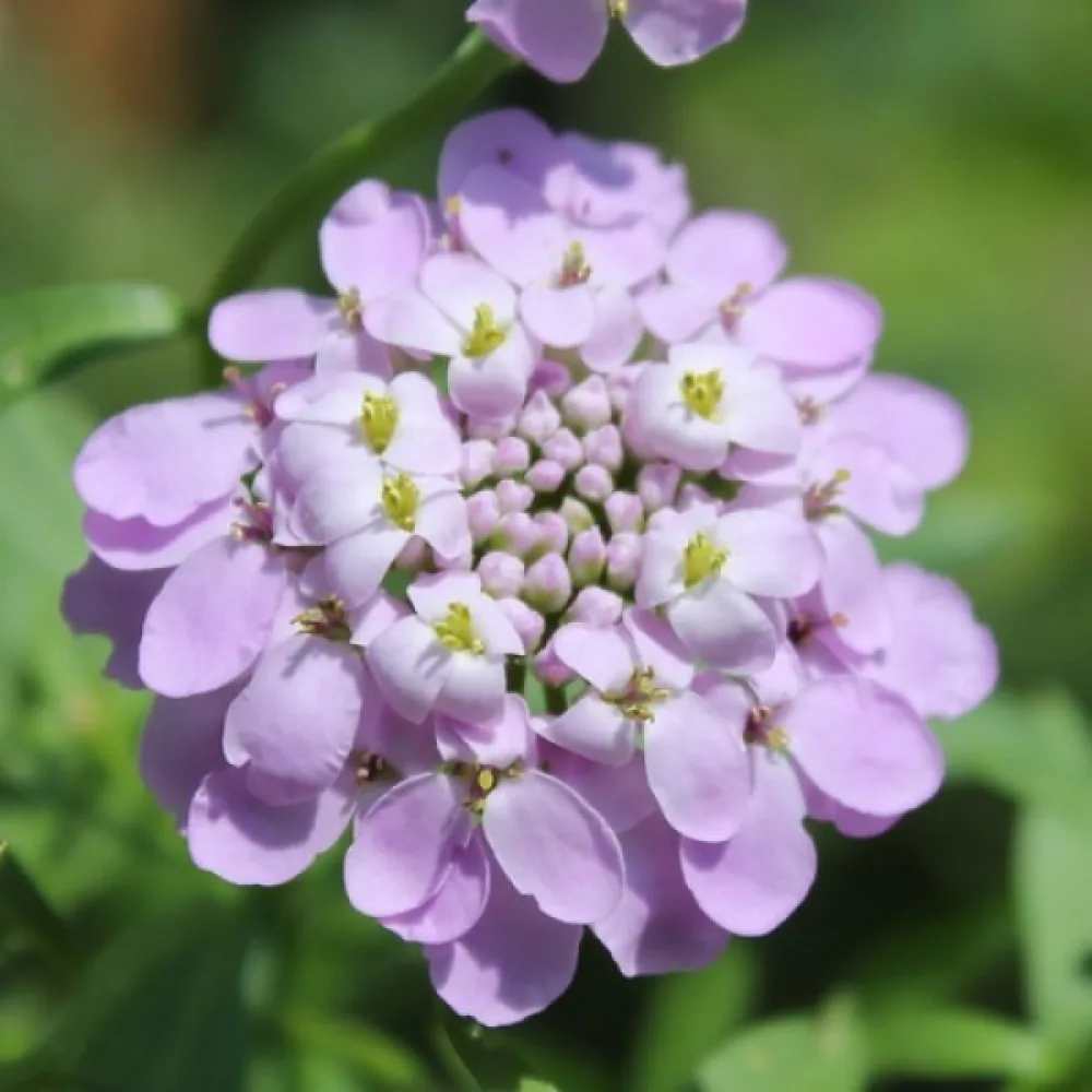 Sarjaiberis 'Lilacina'