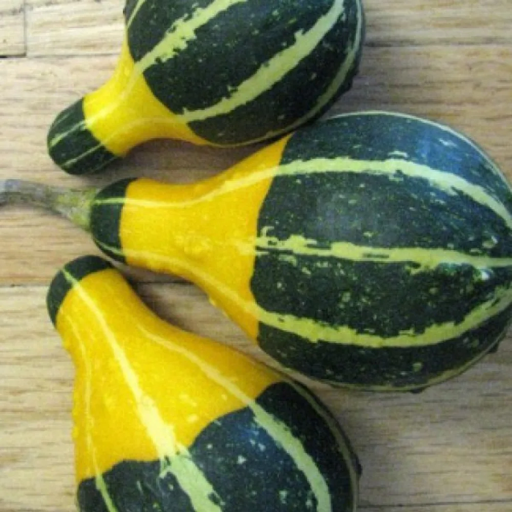 Kurpitsa 'Pear bicolour'