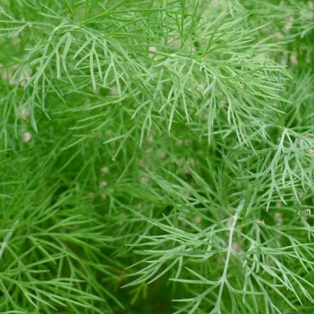 Tilli 'Blattreich'