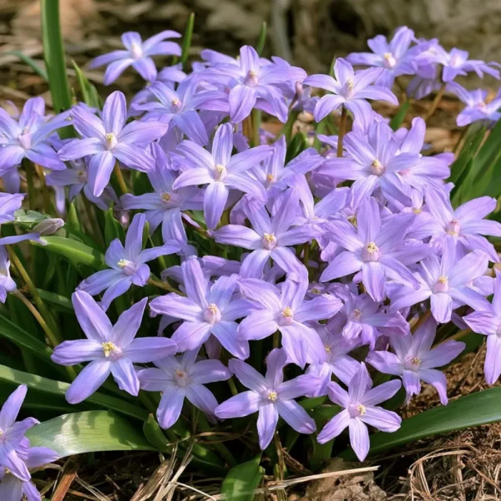 Kirjosinililja 'Violet Beauty'