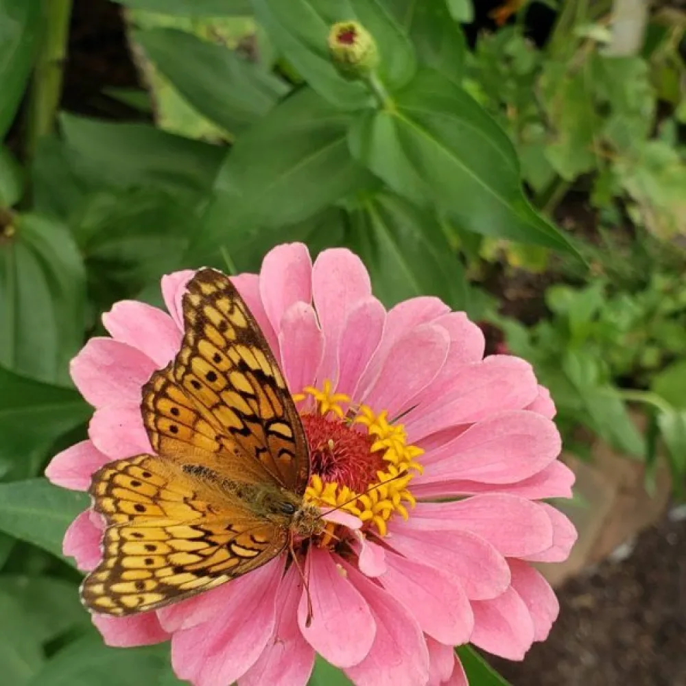Tsinnia 'Exquisite'