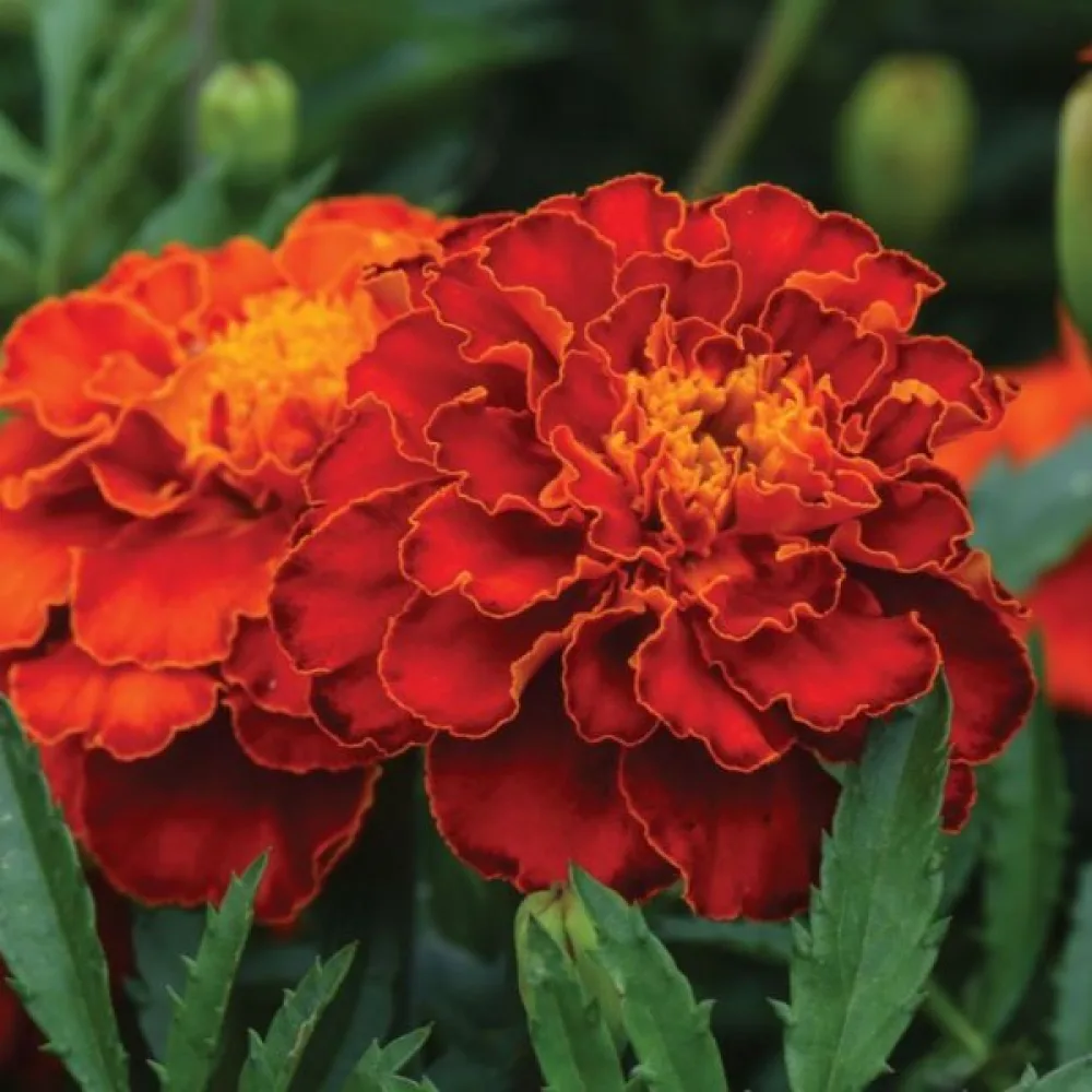 Ruusukesamettikukka 'Scarlet Sophia'