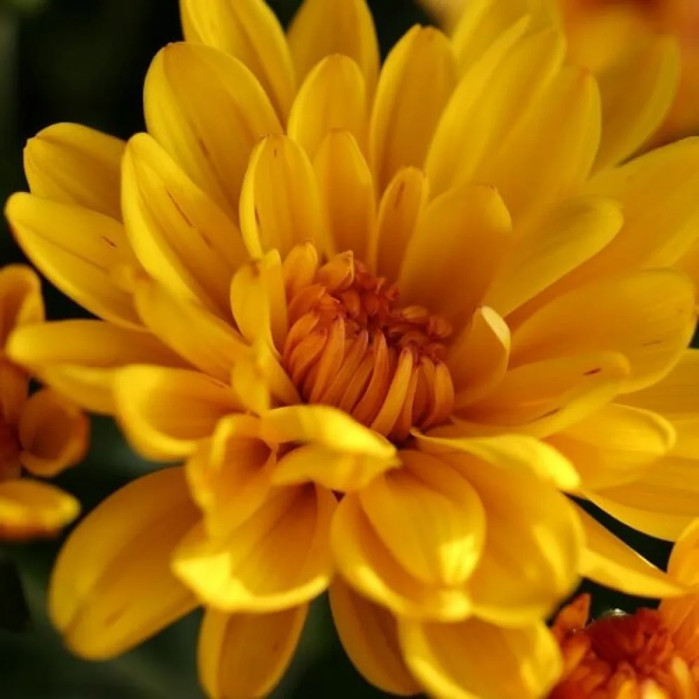Syötävä krysanteemi Chrysanthemum coronarium