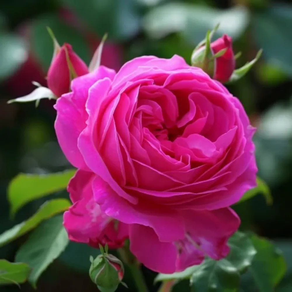 Ruusu 'Blooming Cloud' – paljasjuurinen