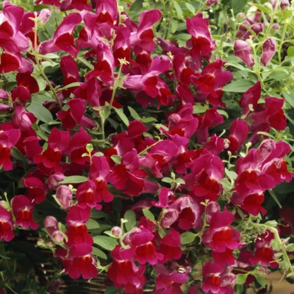 Leijonankita 'Ruby'
