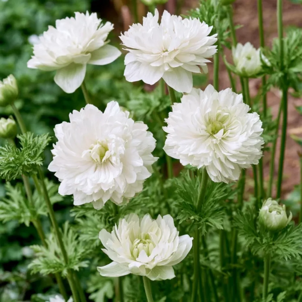 Vuokko 'Mount Everest'