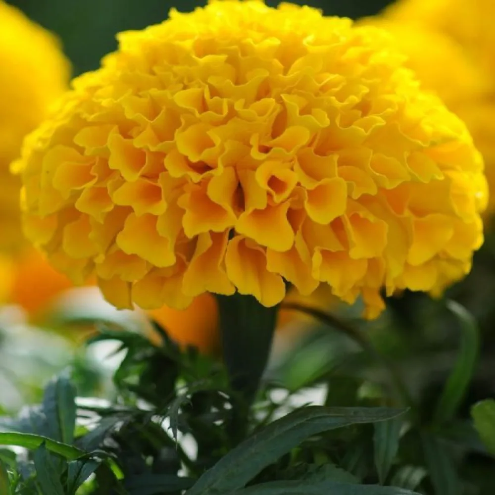 Kookossamettikukka 'Cupid Yellow'