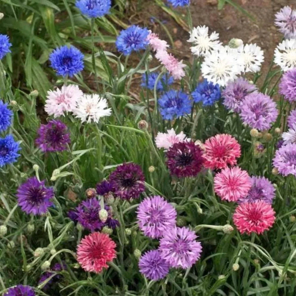 Ruiskaunokki 'Blue Shades', sekoitus