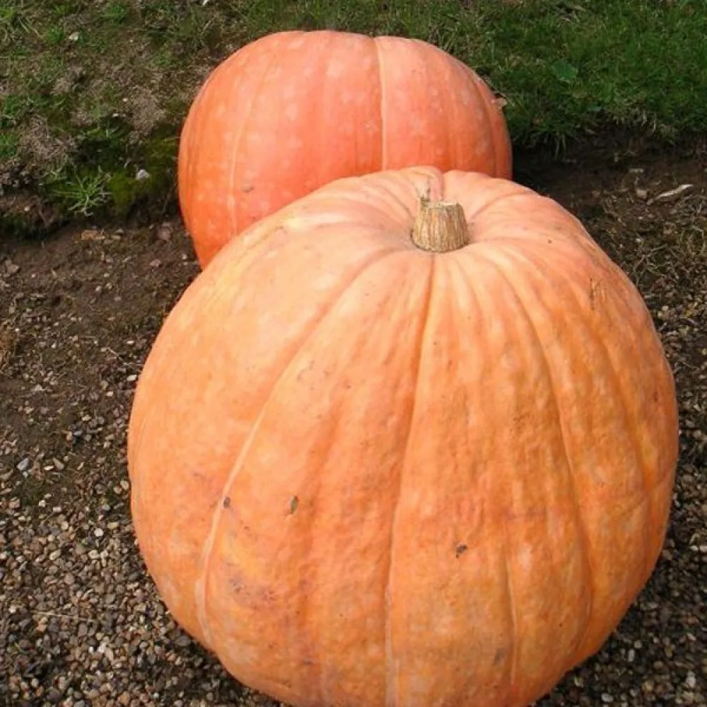 Kurpitsa 'Atlantic Giant'